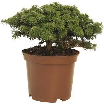 Jedľa kórejská FloraSelf Abies koreana 'Brillant' výška 20-25 cm kvetináč 3 l