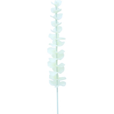 Eukalyptus bílý - křišťálový, 81 cm, 12 ks