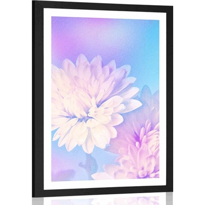 Plakát s paspartou květ chryzantémy - 30x45 black