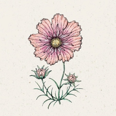 Jora Dahl Krasuľka perovitá "Apricotta" Cosmos Bipinnatus 1 bal.