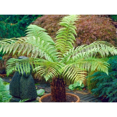 Dicksonia antarctica, výška 20-40 cm, kvetináč 12 cm