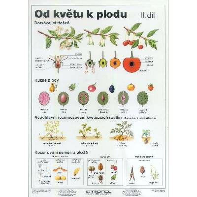Od květu k plodu II - tabulka A4