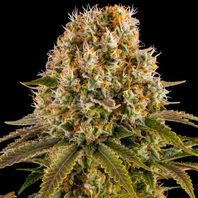 Barney's Farm Strawberry Lemonade semena neobsahují THC 3 ks