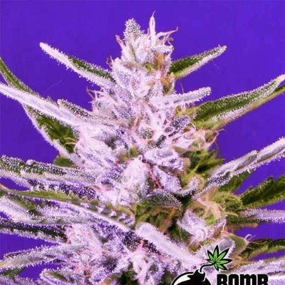 Bomb Seeds Ice Bomb semena neobsahují THC 10 ks