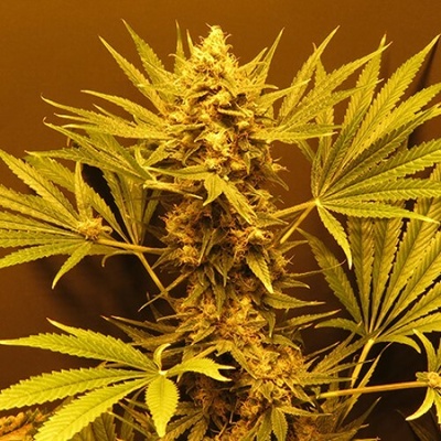 Mr. Nice G13 Haze regular semienka neobsahujú THC 15 ks