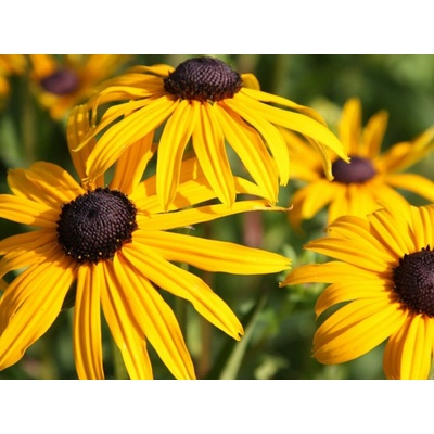 Rudbekia Goldsturm - Rudbeckia, kont. 1 l