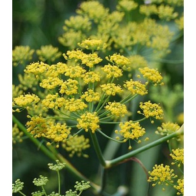 Fenykl kořeninový - Foeniculum vulgare - semena fenyklu - 100 ks