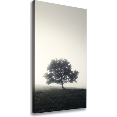 Vertikálny foto obraz na plátne Drevo v hmle 50x100 cm