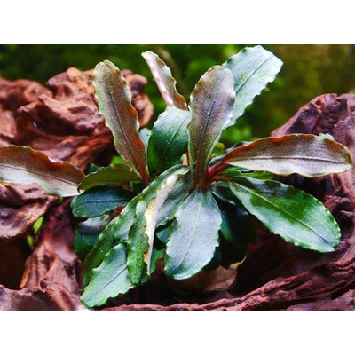 Bucefalandra sp. Theia Red
