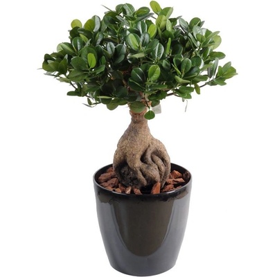 Luxusní umělý strom PANDA GINSENG BONSAI, 60cm