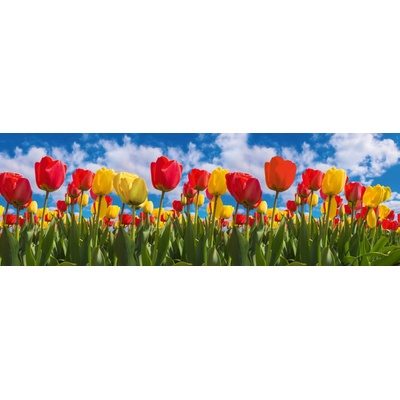 Dimex KI180-131 Fototapeta do kuchyně Tulips rozměry 180 x 60 cm