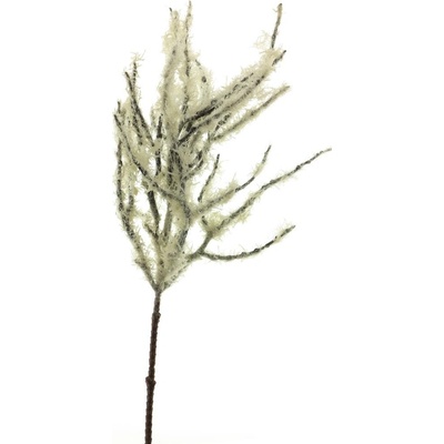 Dávivec - Jatropha vyběr s snihem V71 cm