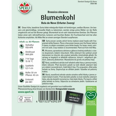 Sperli květák "Bola de Neve - Erfurter Zwerg" (Brassica oleracea)