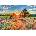 Schmidt Spiele - Puzzle Assaf Frank: Heath in the sunset - 1 000 piese