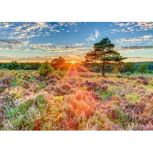 Schmidt Spiele - Puzzle Assaf Frank: Heath in the sunset - 1 000 piese