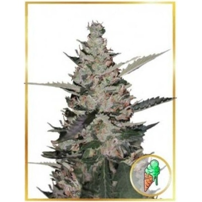 Mr. Hide Seeds AUTO Gelato Ice semena neobsahují THC 5 ks