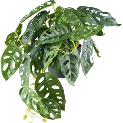 Gasper Gasper Monstera adesonii Závesná x29 listov, V 24cm D 40cm, zelená v plastovom kvetináči 11