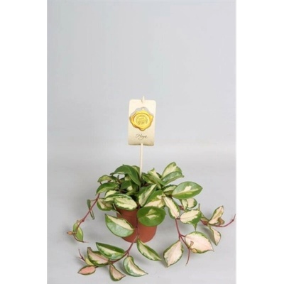 Hoya Carnosa tricolor 12x15 cm