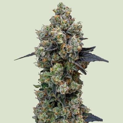 Royal Queen Seeds Orbital Banana F1 semienka neobsahujú THC 5 ks