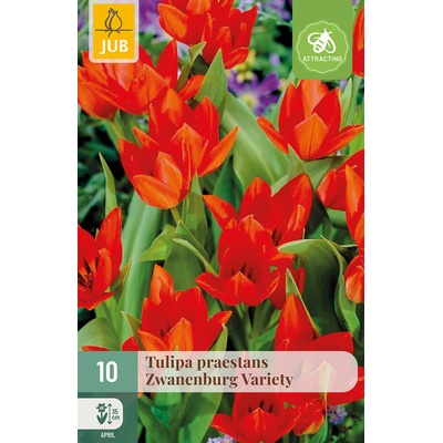 JUB Tulipán - Zwanenburg Variety