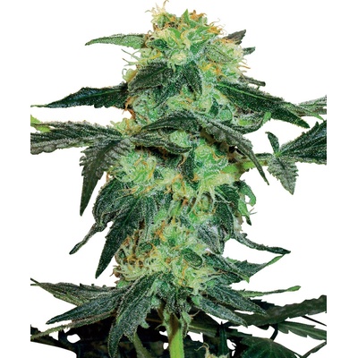 White Label White Ice semienka neobsahujú THC 10 ks