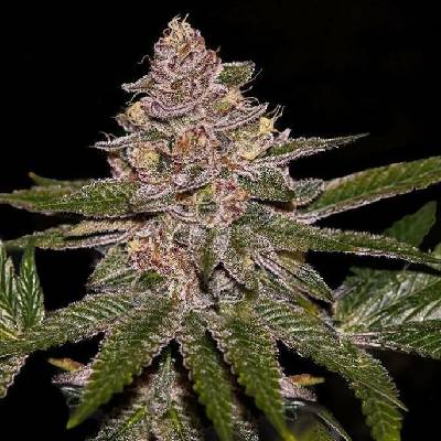 Ripper Seeds Radical Juice semena neobsahují THC 5 ks