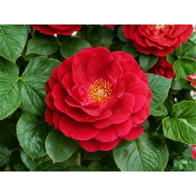 Ruža popínavá Ruby Queen, výška 50-60 cm, kvetináč 1,5 l