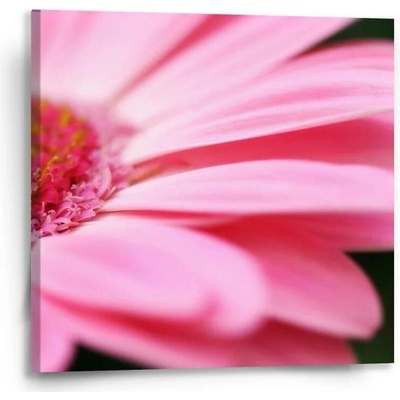 Sablio Obraz Růžová gerbera - 50x50 cm