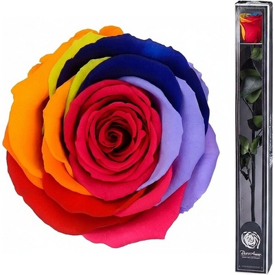 Darčeková stabilizovaná ruža - RAINBOW