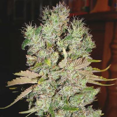 Ministry of Cannabis AUTO Blueberry Domina semena neobsahují THC 10 ks