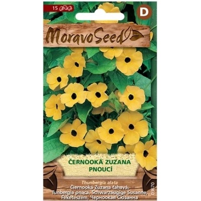 MORAVOSEED Černooká Zuzana pnoucí žlutá