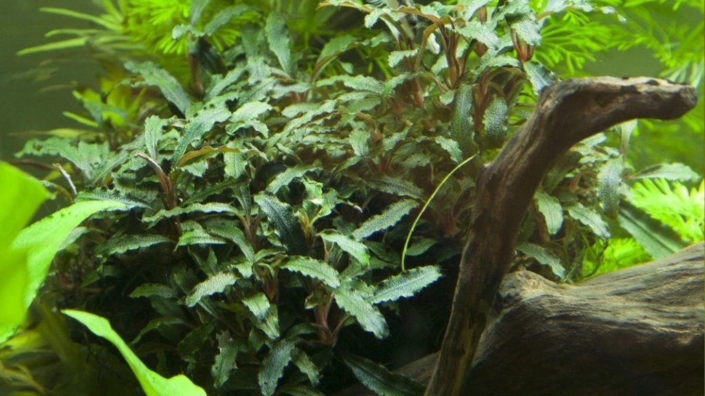 Bucephalandra sp. Red