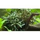Bucephalandra sp. Red
