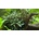 Bucephalandra sp. Red