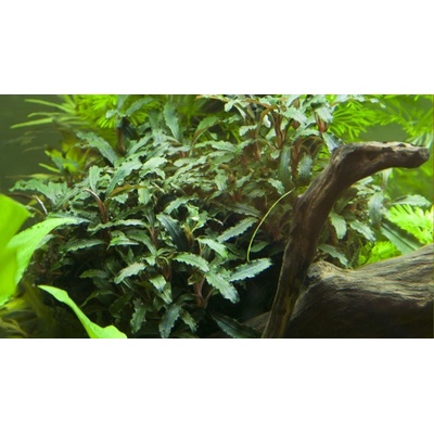 Bucephalandra sp. Red