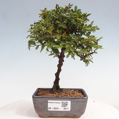e-bonsai Venkovní bonsai - Ulmus parvifolia Sagei - Malolistý jilm