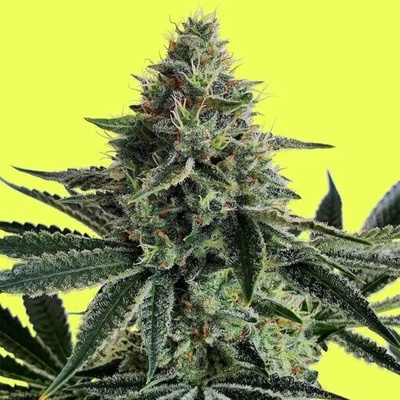 Pure Instinto Lemon Storm semienka neobsahujú THC 3 ks