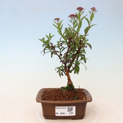 e-bonsai Venkovní bonsai - tavolník japonský - Spirea japonica Anthony Waterer