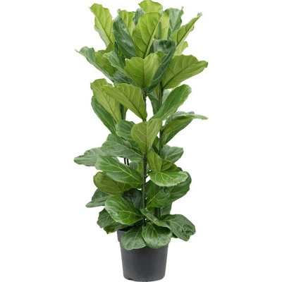 Ficus lyrata Pots. 34x150 cm