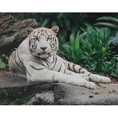 GRAFIX Malování podle čísel Bílý tygr