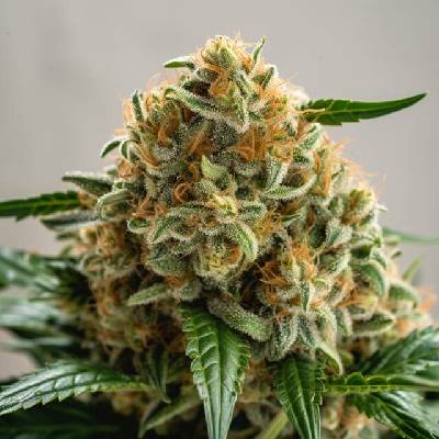 Vision Seeds Big Bud semena neobsahují THC 5 ks