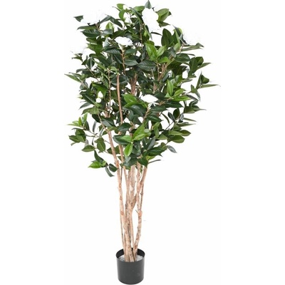CAMELIA JAPONICA DOUBLE NEW bílá, 160cm