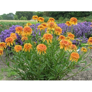 Echinacea purpurová Marmalade, kont. 1 l