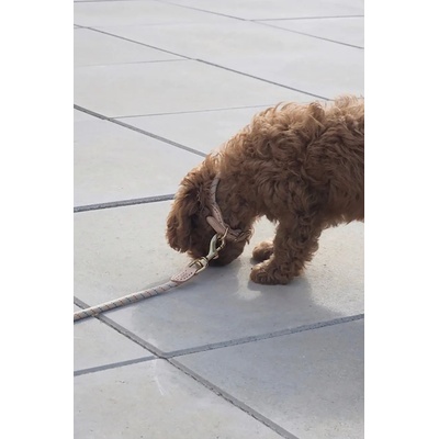 OYOY Нашийник за куче OYOY Perry Dog Collar L (Z60091)