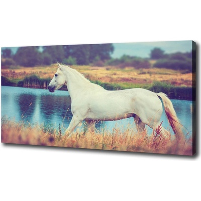 Foto obraz na plátne Bilka kôň jazero 100x50 cm