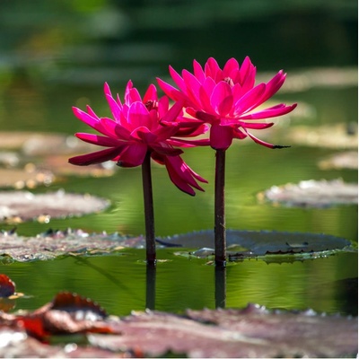 Leknín červený - Nymphaea caerulea - osivo leknínu - 5 ks