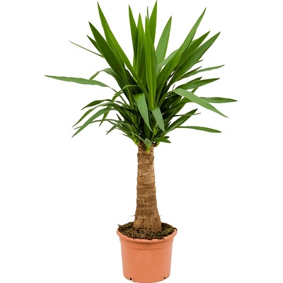 Yucca elephantipes Branched 45x210