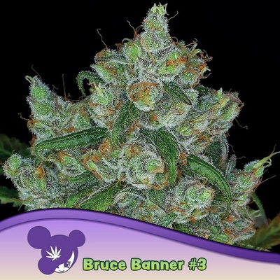 Anesia Seeds Bruce Banner #3 semena neobsahují THC 10 ks