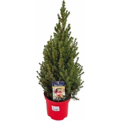 Smrek biely Conica 70-80 cm, červený kont. p23