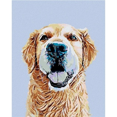 zuty Malování podle čísel Zlatý retrívr 40 x 50 cm vypnuté plátno na rám